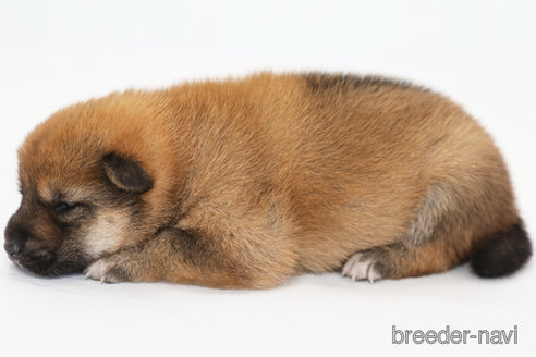 成約済の神奈川県の柴犬-325885の2枚目